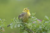 Image. Yellowhammer