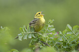 Image. Yellowhammer