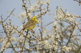 Image. Yellowhammer