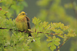 Image. Yellowhammer