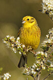 Image. Yellowhammer