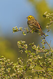 Image. Yellowhammer