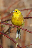 Image. Yellowhammer