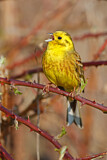 Image. Yellowhammer