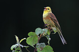 Image. Yellowhammer