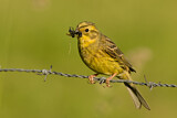 Image. Yellowhammer