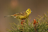 Image. Yellowhammer
