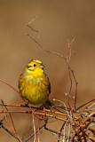 Image. Yellowhammer