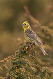 Image. Yellowhammer