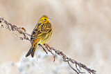 Image. Yellowhammer