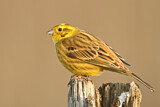 Image. Yellowhammer