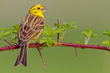 Image. Yellowhammer