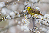 Image. Yellowhammer