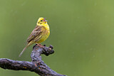 Image. Yellowhammer