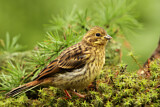 Image. Yellowhammer
