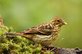 Image. Yellowhammer
