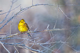 Image. Yellowhammer
