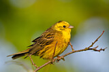 Image. Yellowhammer