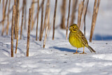 Image. Yellowhammer