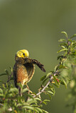 Image. Yellowhammer