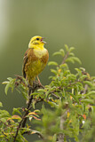 Image. Yellowhammer