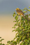 Image. Yellowhammer