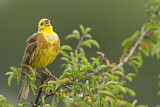 Image. Yellowhammer