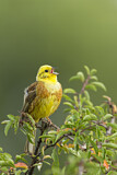 Image. Yellowhammer
