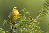 Image. Yellowhammer