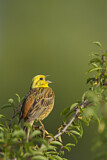Image. Yellowhammer