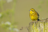 Image. Yellowhammer