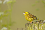 Image. Yellowhammer
