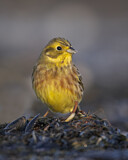Image. Yellowhammer