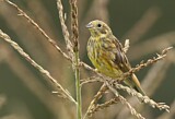 Image. Yellowhammer