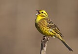 Image. Yellowhammer