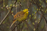 Image. Yellowhammer