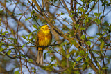 Image. Yellowhammer