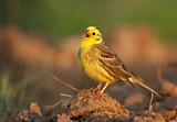 Image. Yellowhammer