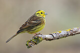 Image. Yellowhammer