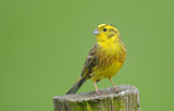 Image. Yellowhammer