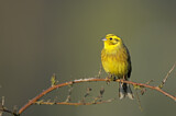 Image. Yellowhammer