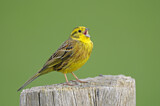 Image. Yellowhammer