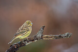 Image. Yellowhammer