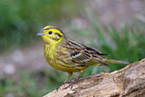 Image. Yellowhammer