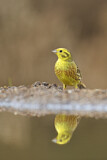 Image. Yellowhammer