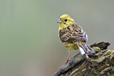 Image. Yellowhammer