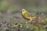 Image. Yellowhammer
