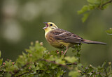 Image. Yellowhammer