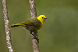 Image. Yellowhead