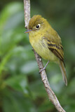 Image. Yellowish Flycatcher 